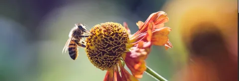 Honey Land